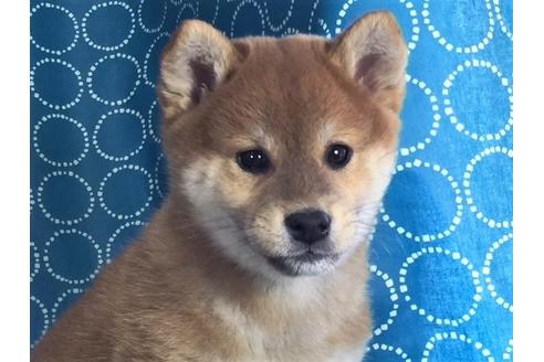 成約済の愛知県の柴犬-39950の3枚目