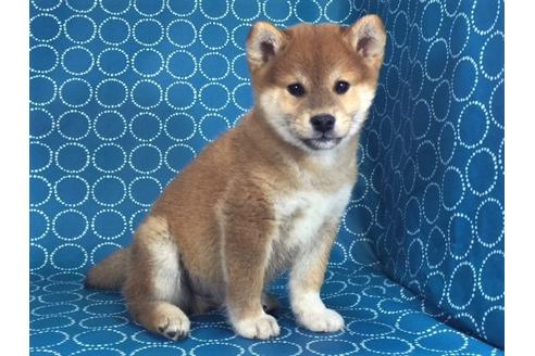 成約済の愛知県の柴犬-39950の1枚目