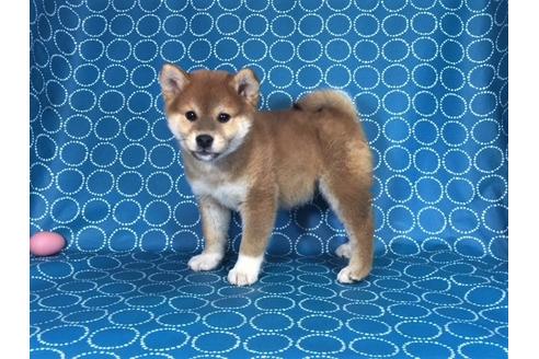 成約済の愛知県の柴犬-39950の2枚目