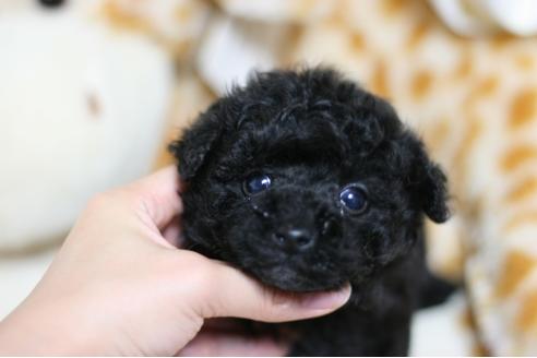 成約済の愛知県のトイプードル-42195の2枚目