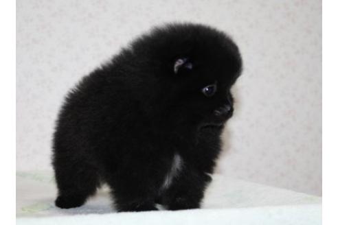 成約済の埼玉県のポメラニアン-41400の4枚目
