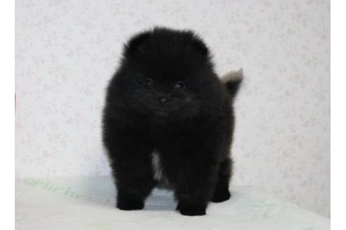 成約済の埼玉県のポメラニアン-41400の2枚目