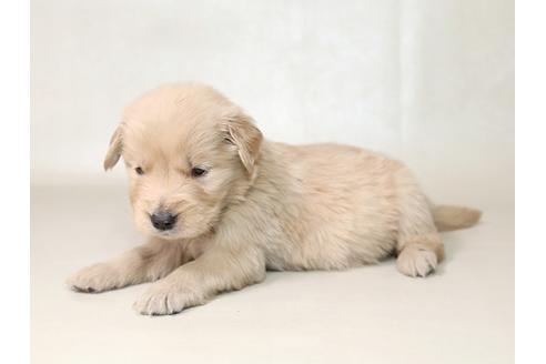 成約済の栃木県のゴールデンレトリーバー-42229の1枚目