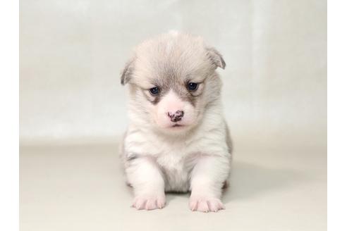 成約済の栃木県のウェルシュコーギーペンブローク-42238の4枚目