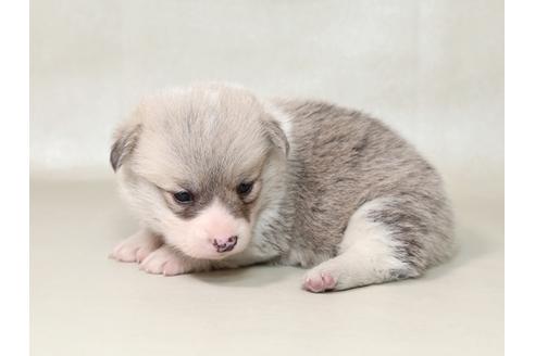 成約済の栃木県のウェルシュコーギーペンブローク-42238の2枚目