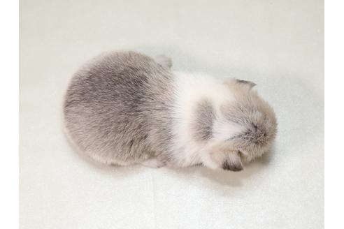 成約済の栃木県のウェルシュコーギーペンブローク-42238の3枚目