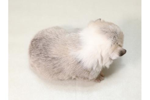 成約済の栃木県のウェルシュコーギーペンブローク-42239の3枚目