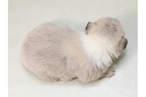成約済の栃木県のウェルシュコーギーペンブローク-42240の1枚目