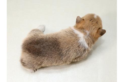 成約済の栃木県のウェルシュコーギーペンブローク-42241の1枚目