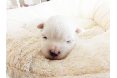 成約済の福岡県のマルチーズ-42275の1枚目