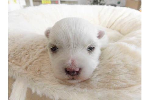 成約済の福岡県のマルチーズ-42276の1枚目