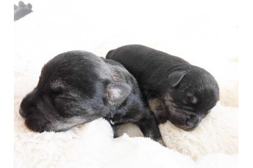 成約済の福岡県のミニチュアシュナウザー-42277の1枚目