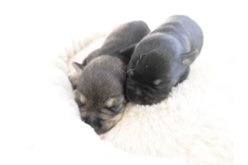 成約済の福岡県のミニチュアシュナウザー-42278の1枚目