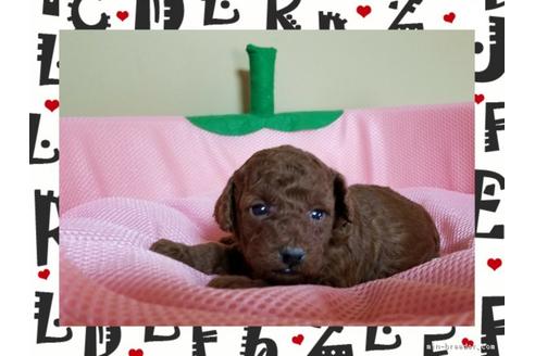 成約済の長崎県のトイプードル-42144の2枚目