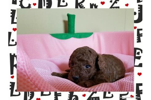 成約済の長崎県のトイプードル-42144の1枚目