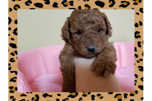 成約済の長崎県のトイプードル-42143の1枚目
