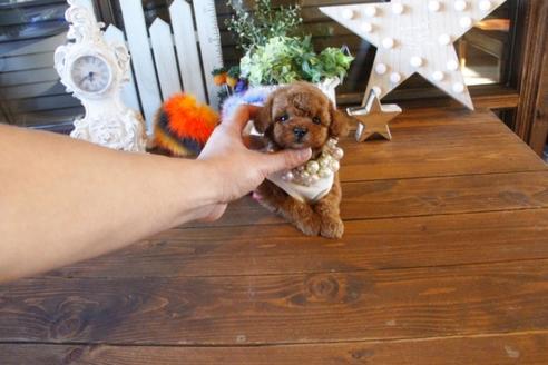 成約済の埼玉県のトイプードル-42296の4枚目