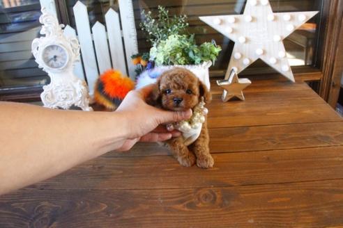 成約済の埼玉県のトイプードル-42296の5枚目