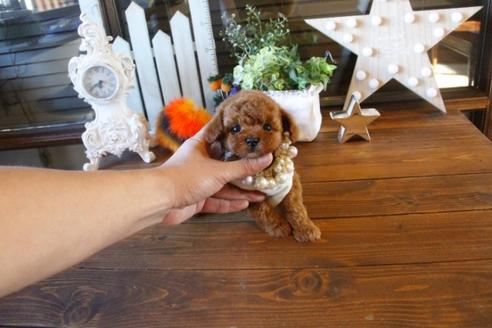 成約済の埼玉県のトイプードル-42296の3枚目