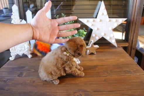 成約済の埼玉県のトイプードル-42296の1枚目