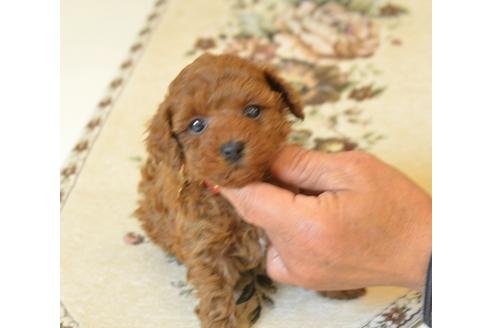 成約済の埼玉県のトイプードル-41367の1枚目