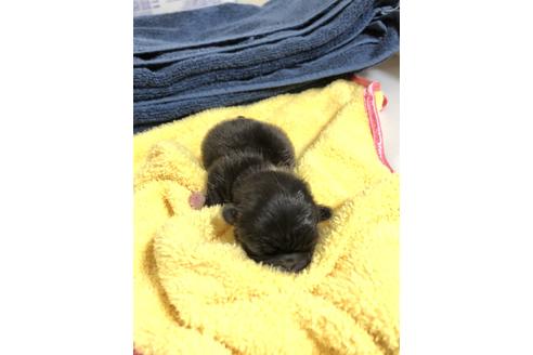 成約済の愛知県のペキニーズ-42346の2枚目