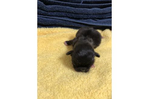 成約済の愛知県のペキニーズ-42346の1枚目