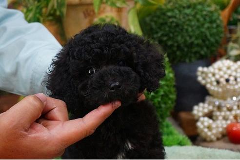 成約済の京都府のトイプードル-42364の2枚目