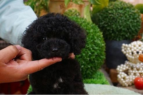 成約済の京都府のトイプードル-42364の1枚目