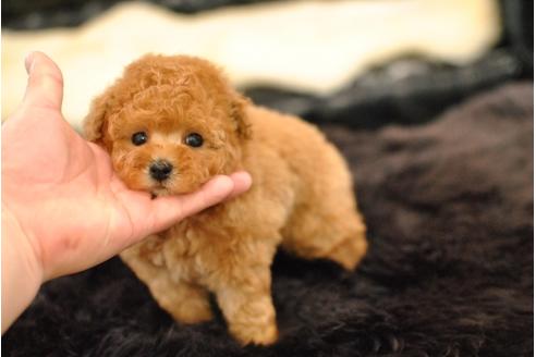 成約済の茨城県のトイプードル-42375の1枚目