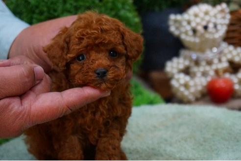 成約済の京都府のトイプードル-42376の3枚目