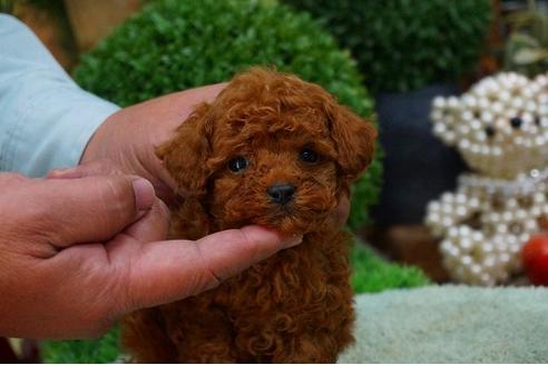 成約済の京都府のトイプードル-42376の2枚目