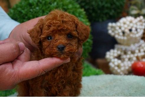 成約済の京都府のトイプードル-42376の1枚目