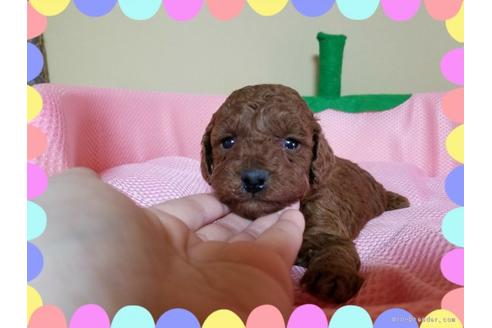 成約済の長崎県のトイプードル-42145の2枚目
