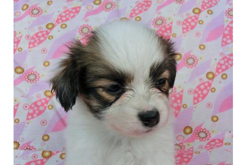 成約済の千葉県のパピヨン-41680の1枚目