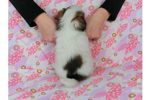 成約済の千葉県のパピヨン-41680の2枚目