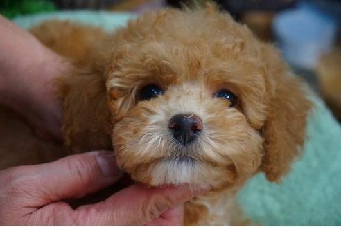 成約済の京都府のトイプードル-40553の3枚目