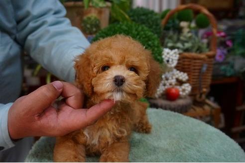 成約済の京都府のトイプードル-40553の2枚目