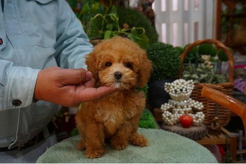 成約済の京都府のトイプードル-40553の1枚目