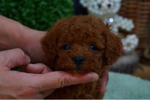 成約済の京都府のトイプードル-42413の3枚目