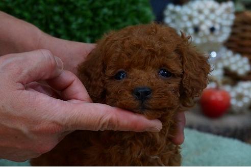 成約済の京都府のトイプードル-42413の2枚目