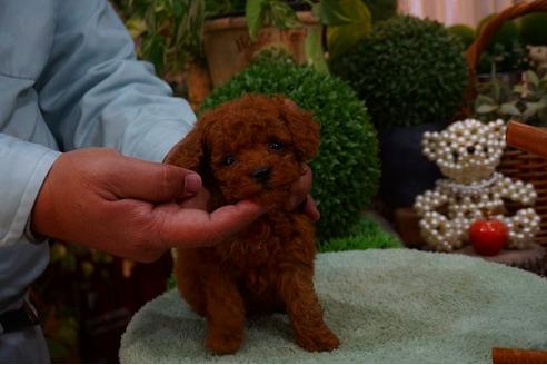 成約済の京都府のトイプードル-42413の1枚目