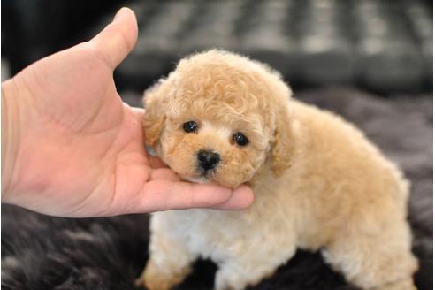 成約済の茨城県のトイプードル-42428の2枚目