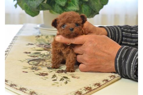 成約済の埼玉県のトイプードル-41366の4枚目