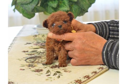 成約済の埼玉県のトイプードル-41366の1枚目