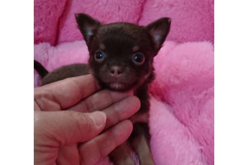 成約済の茨城県のチワワ-42439の1枚目