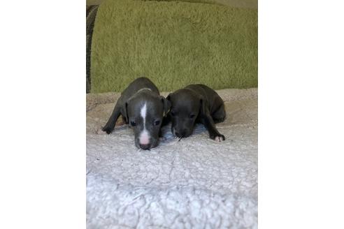 成約済の山梨県のイタリアングレーハウンド(イタグレ)-42460の3枚目