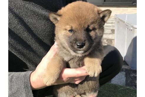 成約済の長崎県の柴犬-42500の4枚目