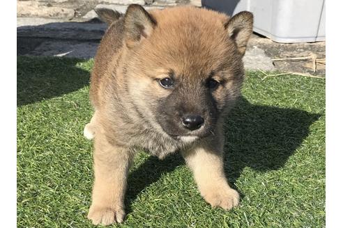 成約済の長崎県の柴犬-42500の5枚目