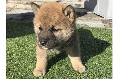 成約済の長崎県の柴犬-42500の3枚目